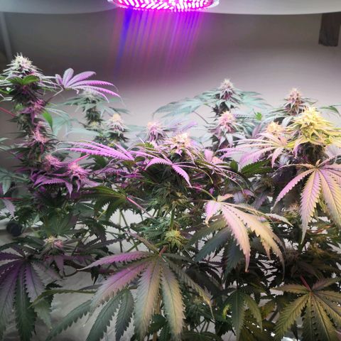 Bruce Banner growlog timeline photo