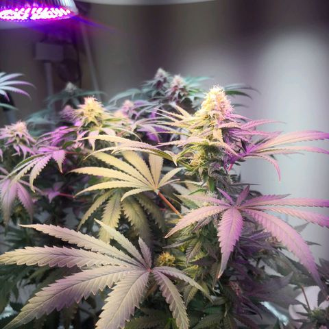 Bruce Banner growlog timeline photo