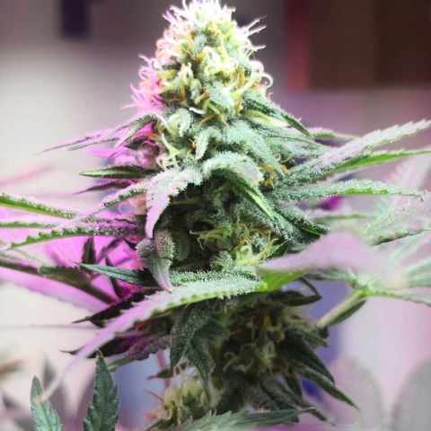 Bruce Banner growlog photo: Dehumidifier for 3hours put rh from 69% to 43%