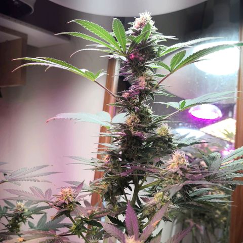 Bruce Banner growlog photo: Dehumidifier for 3hours put rh from 69% to 43%