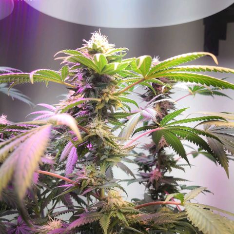 Bruce Banner growlog photo: Dehumidifier for 3hours put rh from 69% to 43%