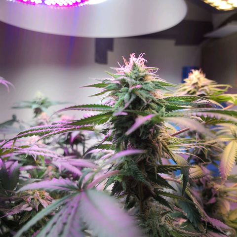 Bruce Banner growlog photo: Dehumidifier for 3hours put rh from 69% to 43%