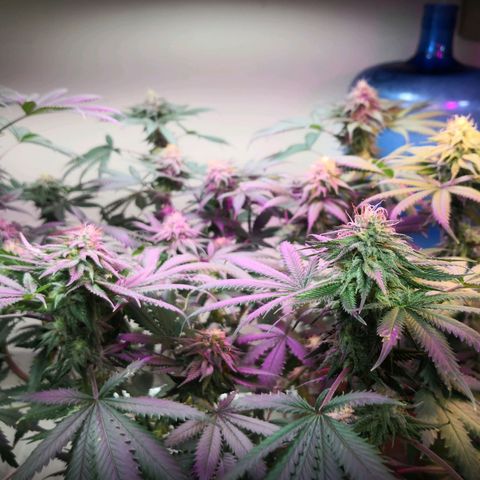 Bruce Banner growlog photo: Dehumidifier for 3hours put rh from 69% to 43%