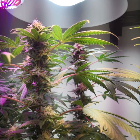 Bruce Banner growlog photo: Dehumidifier for 3hours put rh from 69% to 43%