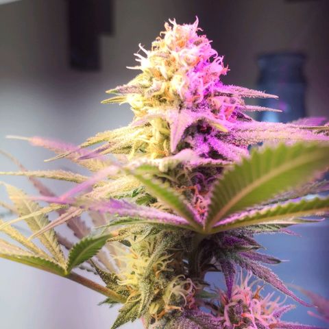 Bruce Banner growlog photo: Dehumidifier for 3hours put rh from 69% to 43%