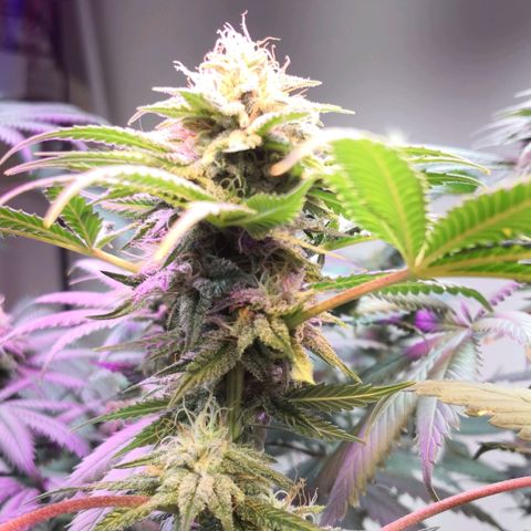 Bruce Banner growlog photo: Dehumidifier for 3hours put rh from 69% to 43%