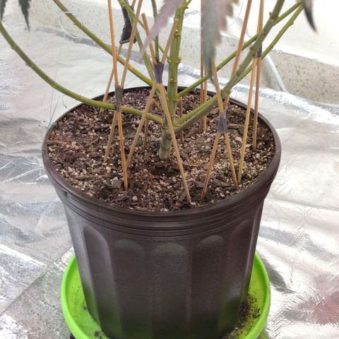 Bruce Banner growlog timeline photo