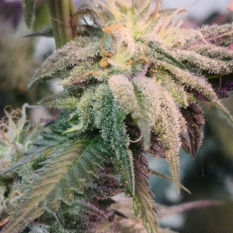 Bruce Banner growlog timeline photo