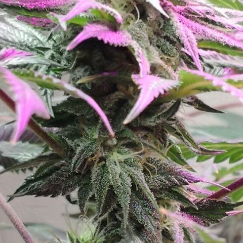 Bruce Banner growlog timeline photo