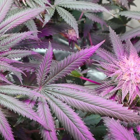 Bruce Banner growlog timeline photo