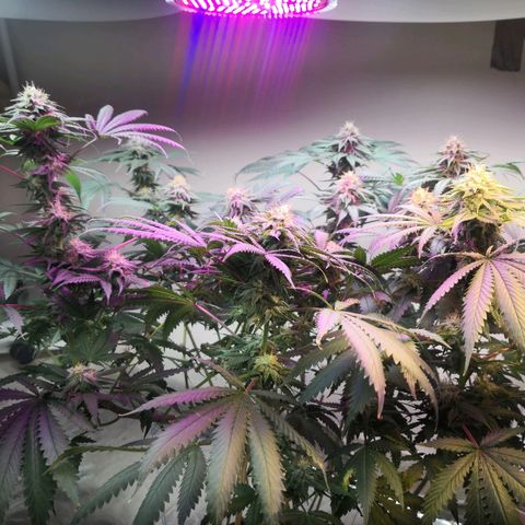 Bruce Banner growlog timeline photo