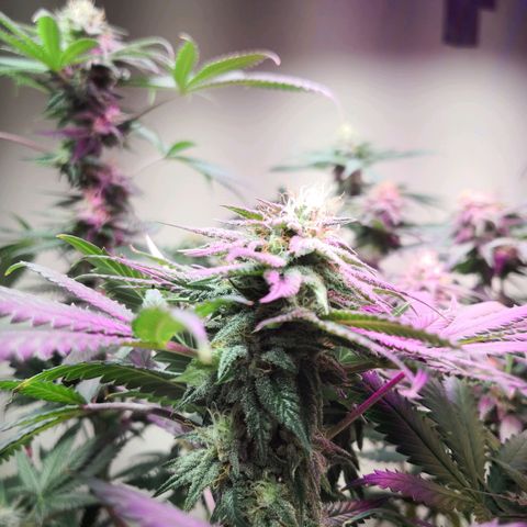 Bruce Banner growlog timeline photo