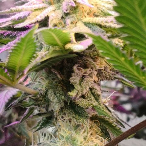 Bruce Banner growlog timeline photo