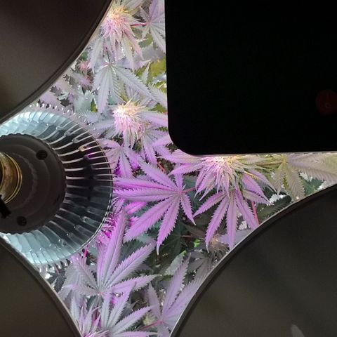 Bruce Banner growlog timeline photo