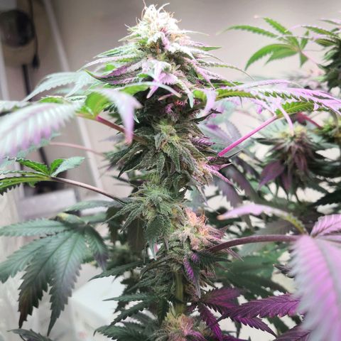 Bruce Banner growlog timeline photo