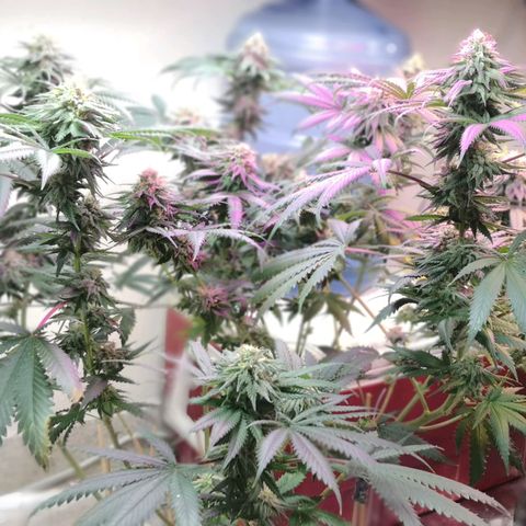 Bruce Banner growlog photo: Defoliation day 42 of flower