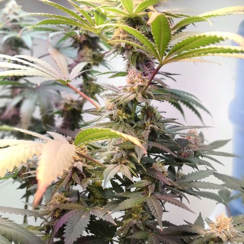 Bruce Banner growlog photo: Defoliation day 42 of flower