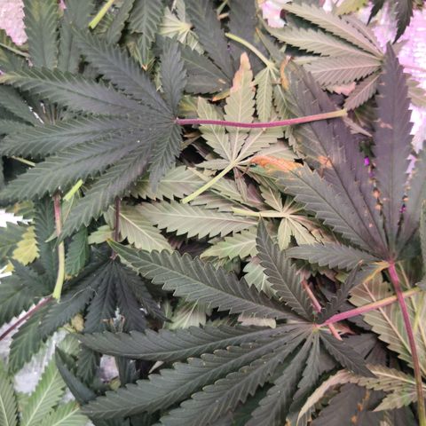 Bruce Banner growlog photo: Defoliation day 42 of flower