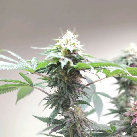 Bruce Banner growlog photo: Defoliation day 42 of flower