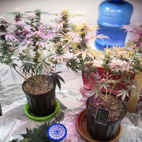 Bruce Banner growlog photo: Defoliation day 42 of flower