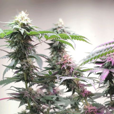 Bruce Banner growlog photo: Defoliation day 42 of flower
