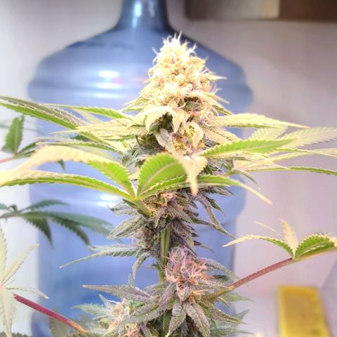 Bruce Banner growlog photo: Defoliation day 42 of flower
