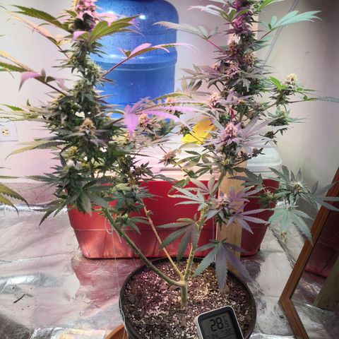 Bruce Banner growlog photo: Defoliation day 42 of flower