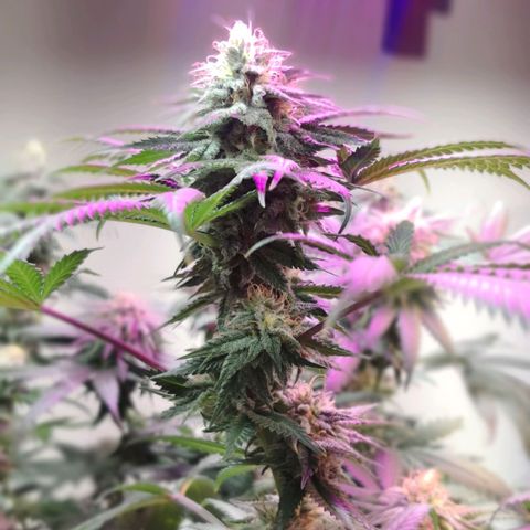 Bruce Banner growlog photo: Defoliation day 42 of flower