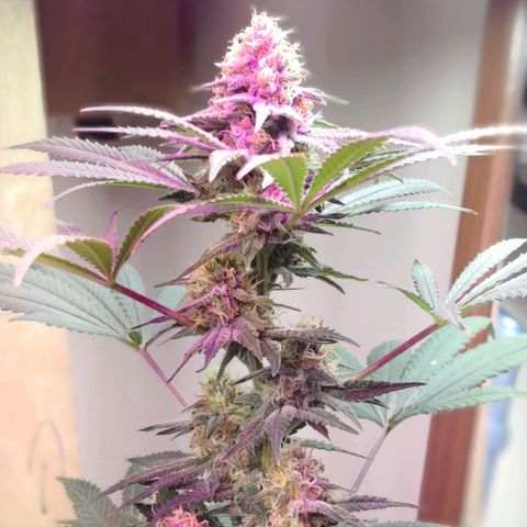 Bruce Banner growlog photo: Defoliation day 42 of flower