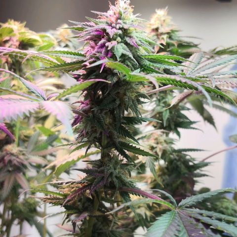 Bruce Banner growlog timeline photo