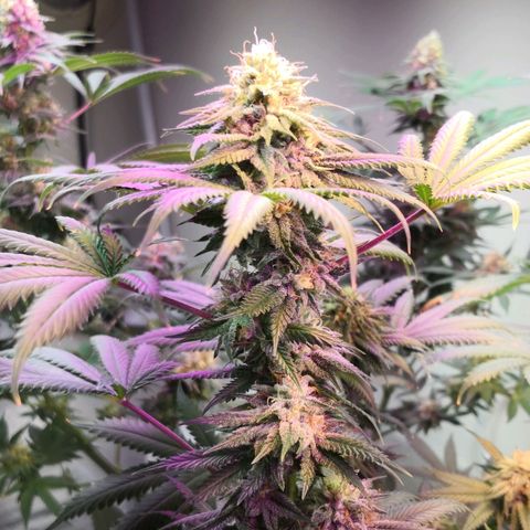 Bruce Banner growlog timeline photo