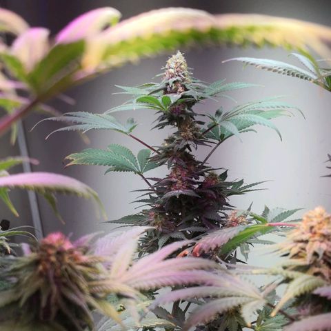 Bruce Banner growlog timeline photo