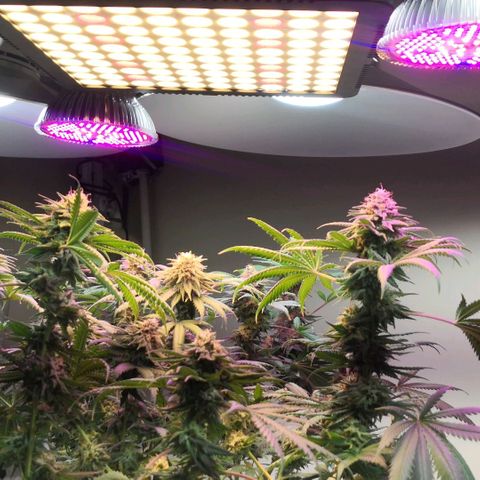 Bruce Banner growlog timeline photo