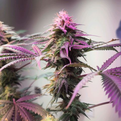 Bruce Banner growlog timeline photo