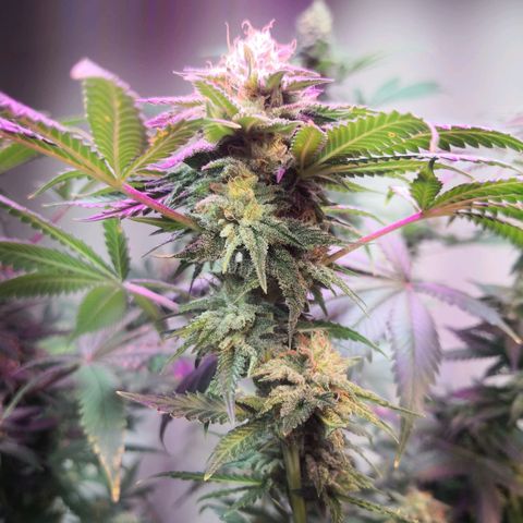 Bruce Banner growlog timeline photo