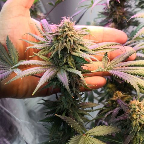 Bruce Banner growlog timeline photo