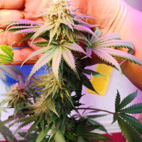Bruce Banner growlog timeline photo