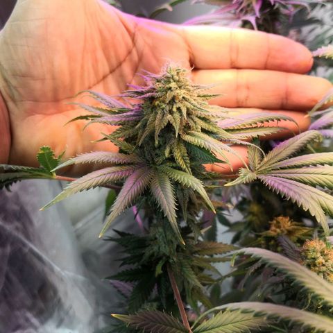 Bruce Banner growlog timeline photo