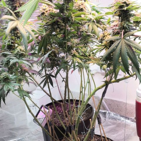 Bruce Banner growlog timeline photo