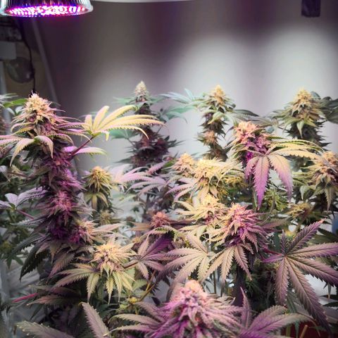 Bruce Banner growlog timeline photo