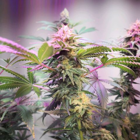 Bruce Banner growlog timeline photo