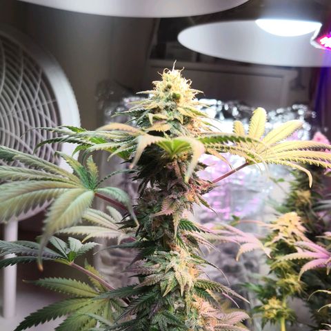 Bruce Banner growlog timeline photo