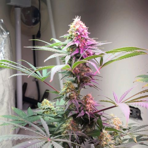 Bruce Banner growlog timeline photo