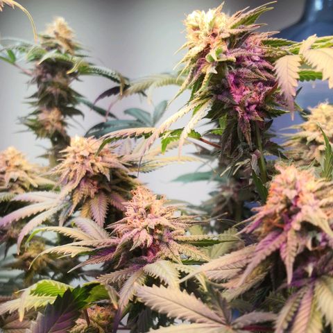 Bruce Banner growlog timeline photo