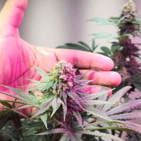 Bruce Banner growlog timeline photo