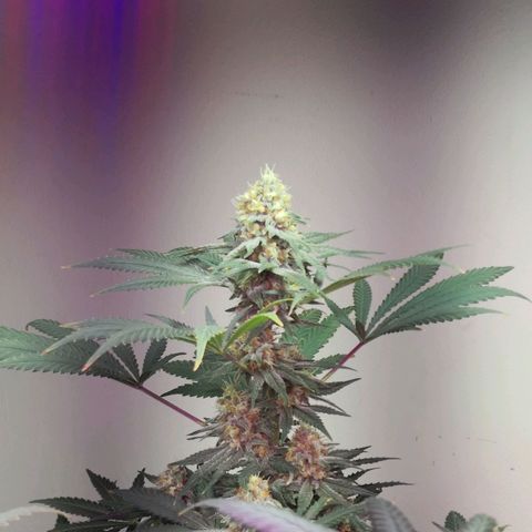 Bruce Banner growlog timeline photo