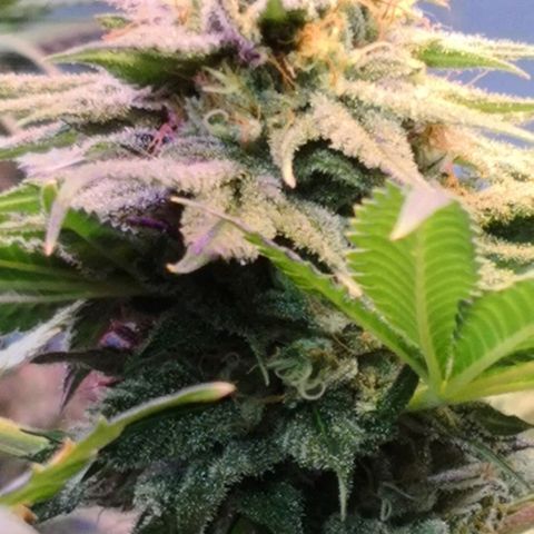 Bruce Banner growlog timeline photo