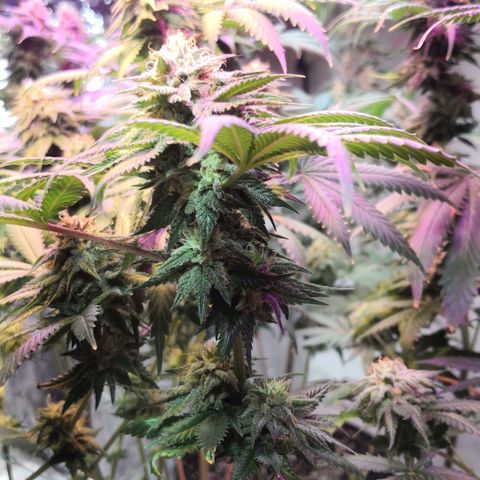 Bruce Banner growlog timeline photo