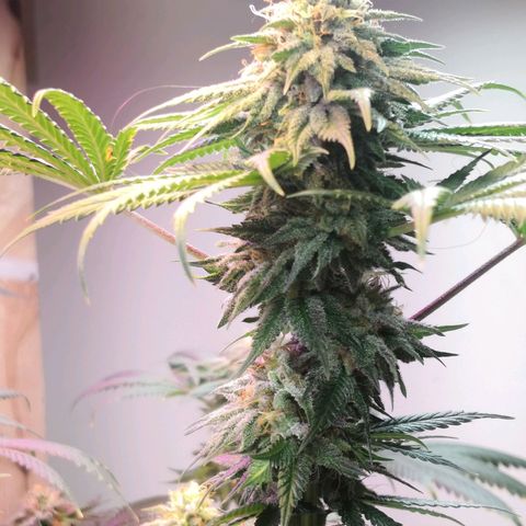 Bruce Banner growlog timeline photo