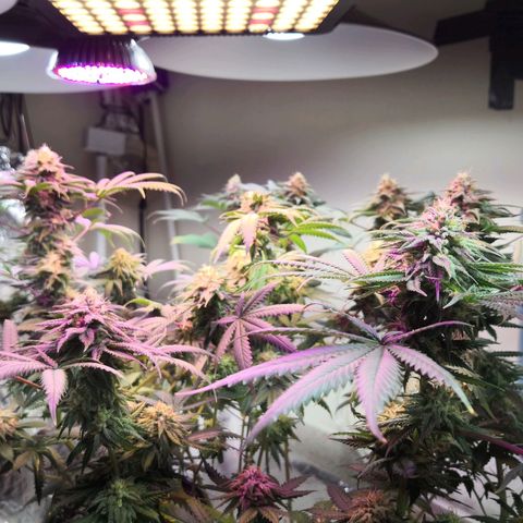 Bruce Banner growlog timeline photo